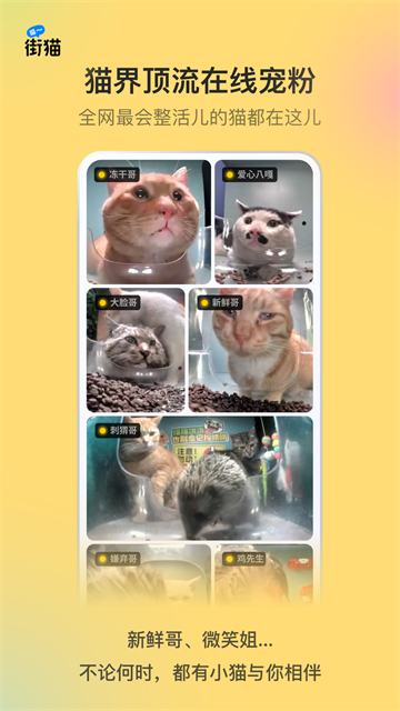 哈啰街猫v2.4.2