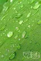 绿叶上的水珠主题壁纸手机版1.0