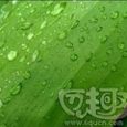 绿叶上的水珠主题壁纸手机版